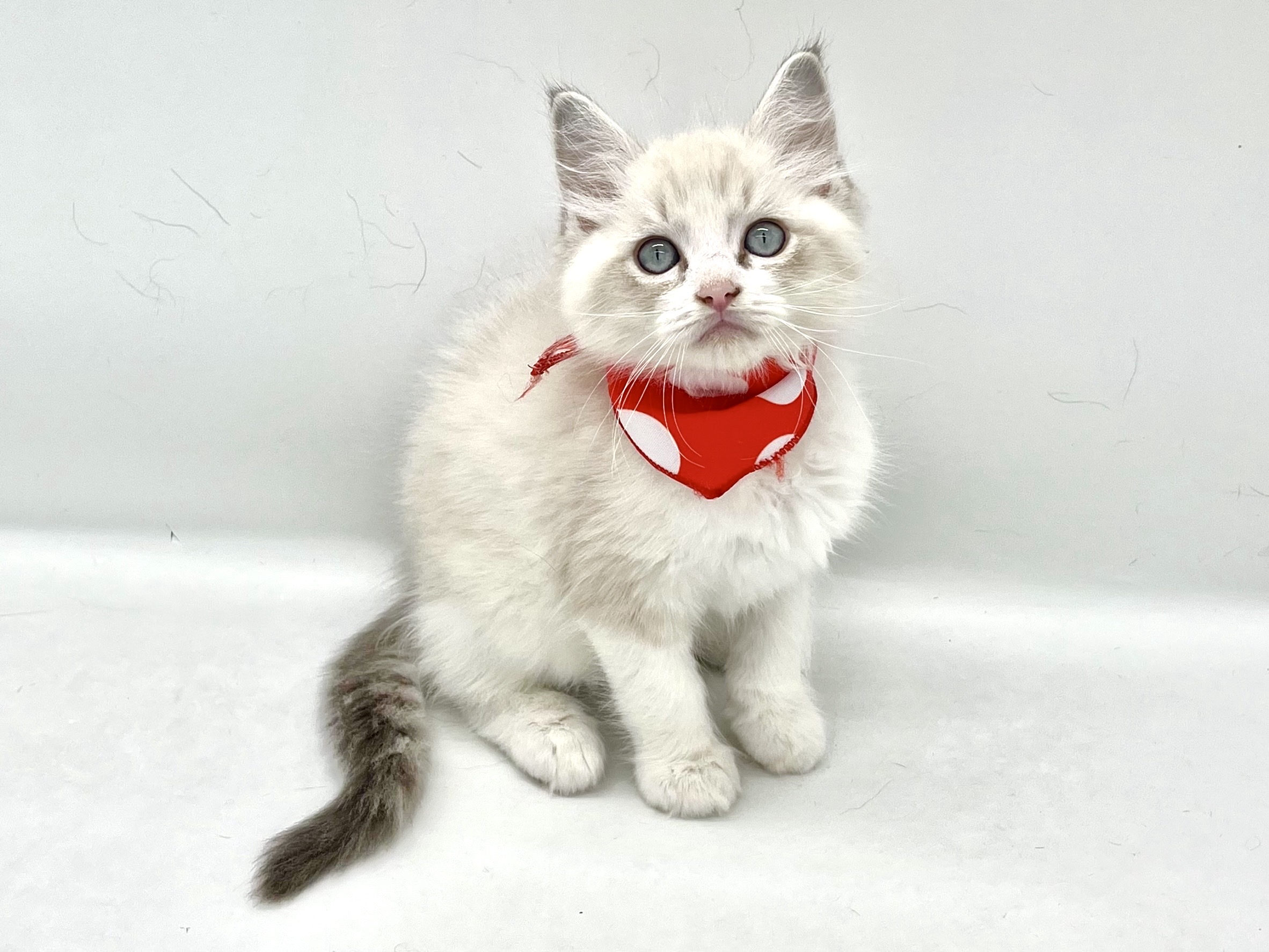 埼玉県のラグドール (ペッツワンなめがわモール店/2026年2月14日生まれ/男の子/ブルポイントバイカラー)の子猫