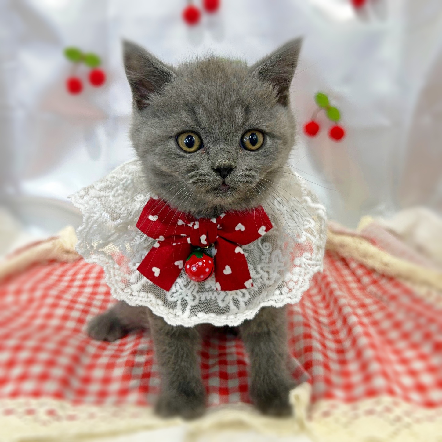 滋賀県のブリティッシュショートヘアー (ペッツワン堅田店/2026年2月24日生まれ/男の子/ブルー)の子猫の1枚目の画像