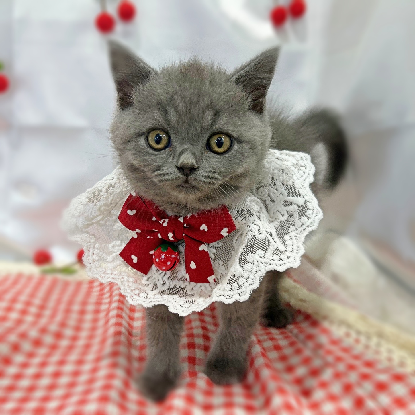 滋賀県のブリティッシュショートヘアー (ペッツワン堅田店/2026年2月24日生まれ/男の子/ブルー)の子猫の2枚目の画像