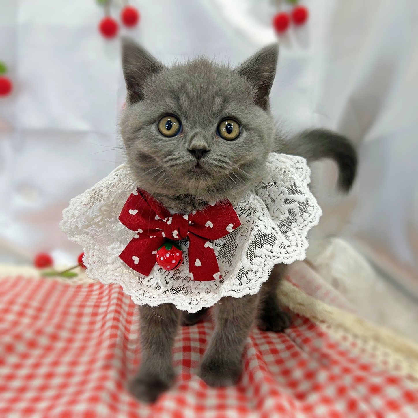 滋賀県のブリティッシュショートヘアー (ペッツワン堅田店/2026年2月24日生まれ/男の子/ブルー)の子猫の3枚目の画像