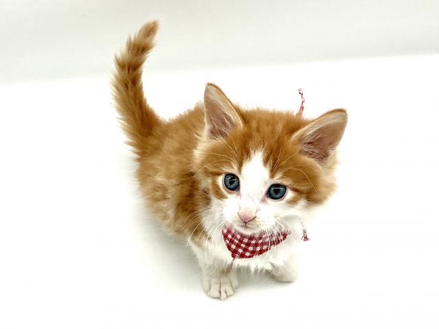 埼玉県のノルウェージャンフォレストキャット (ペッツワン鶴ヶ島店/2026年2月23日生まれ/男の子/レッドタビーホワイト)の子猫の2枚目の画像