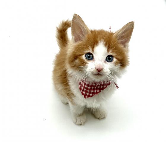 埼玉県のノルウェージャンフォレストキャット (ペッツワン鶴ヶ島店/2026年2月23日生まれ/男の子/レッドタビーホワイト)の子猫の3枚目の画像