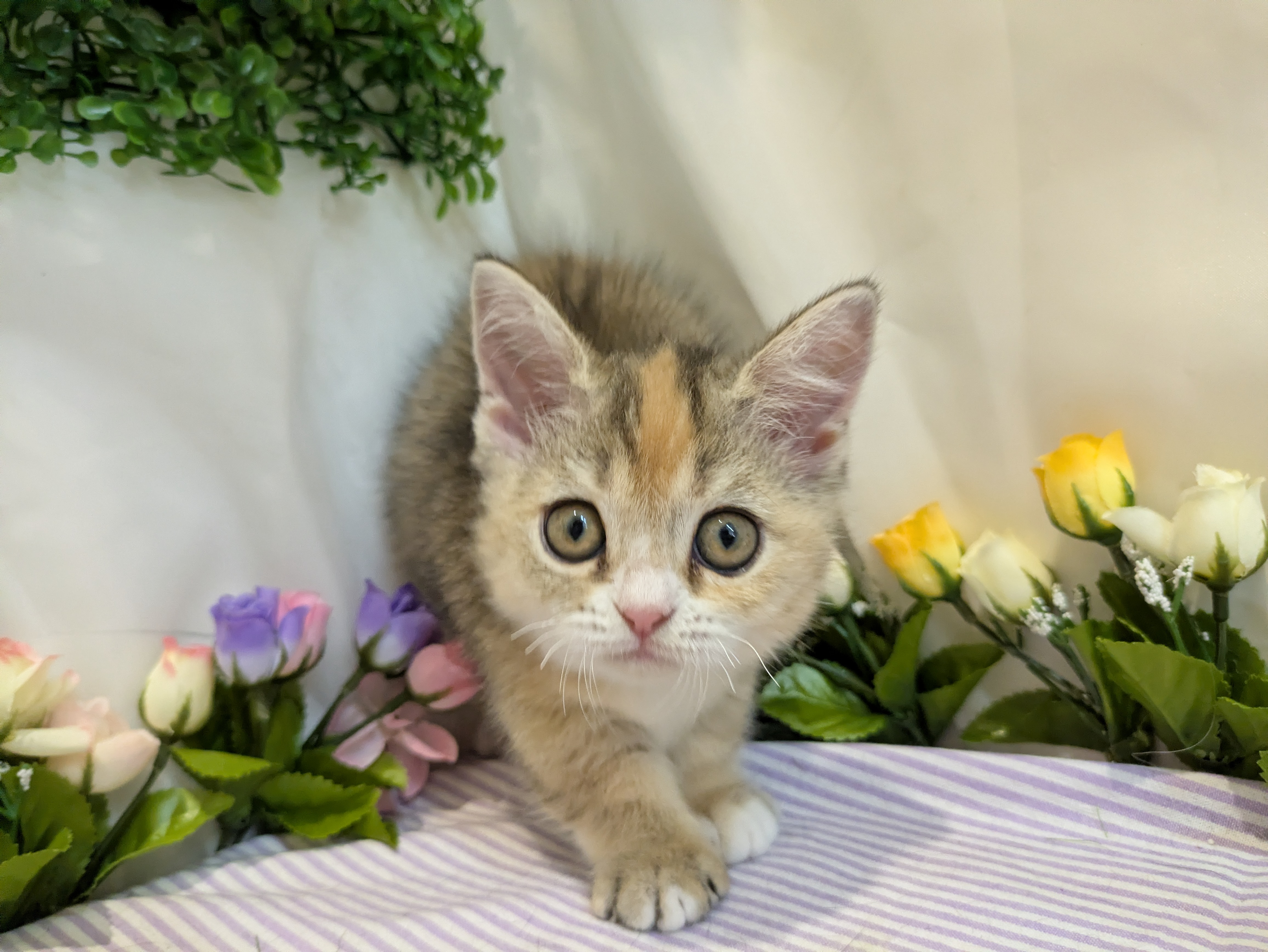 岐阜県のマンチカン (ペッツワン関店/2026年2月12日生まれ/女の子/キャリコ)の子猫