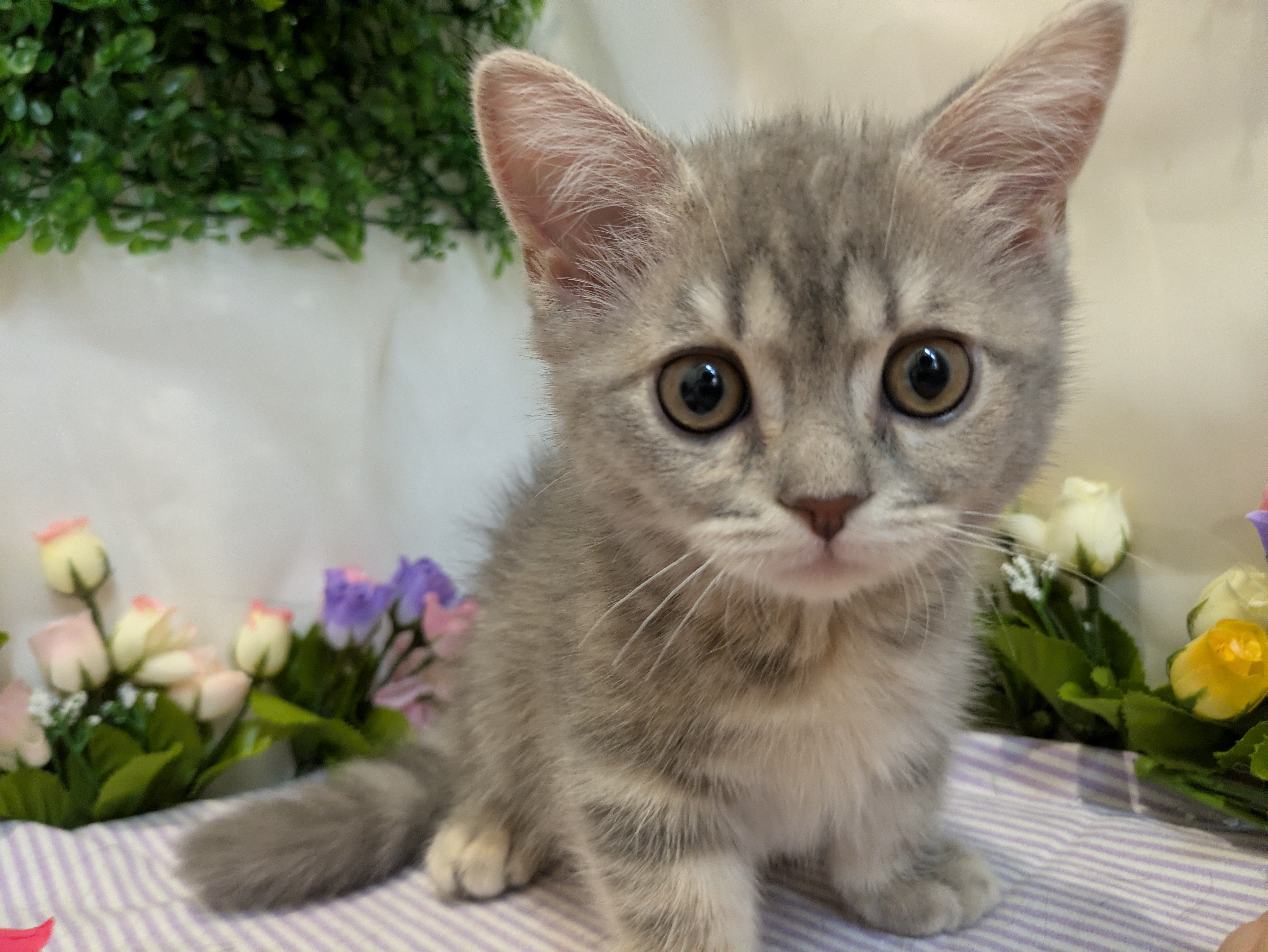 岐阜県のミヌエット (ペッツワン関店/2026年2月12日生まれ/女の子/ブルータビー)の子猫