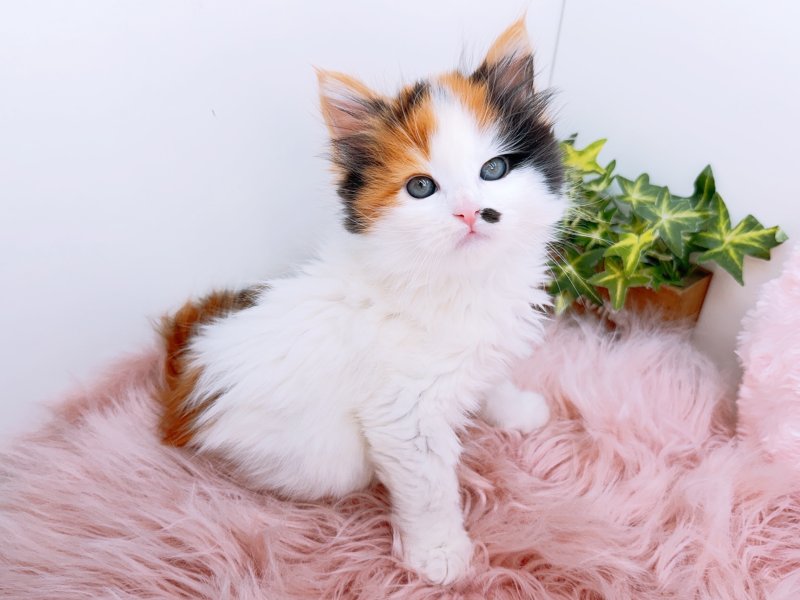 愛知県のメインクーン (ペッツワン小牧店/2026年2月26日生まれ/女の子/キャリコ)の子猫