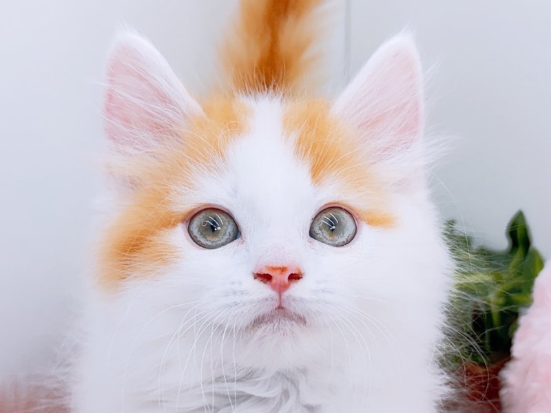 愛知県のスコティッシュフォールド (ペッツワン小牧店/2026年2月20日生まれ/男の子/レッドタビーホワイト)の子猫