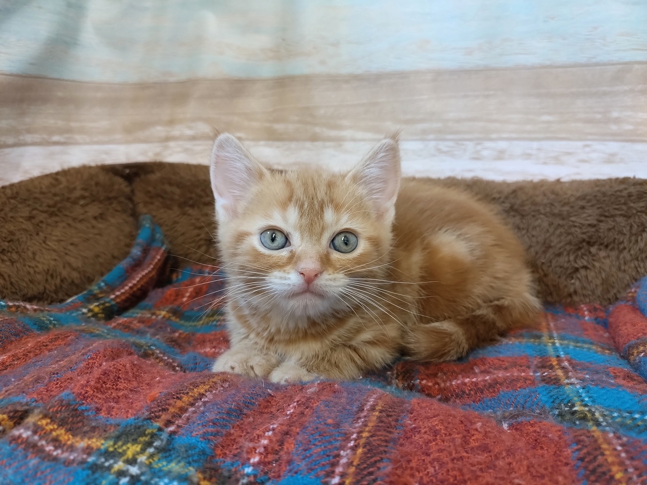 群馬県のアメリカンショートヘアー (ペッツワン青柳店/2026年2月24日生まれ/男の子/レッドタビー)の子猫の1枚目の画像