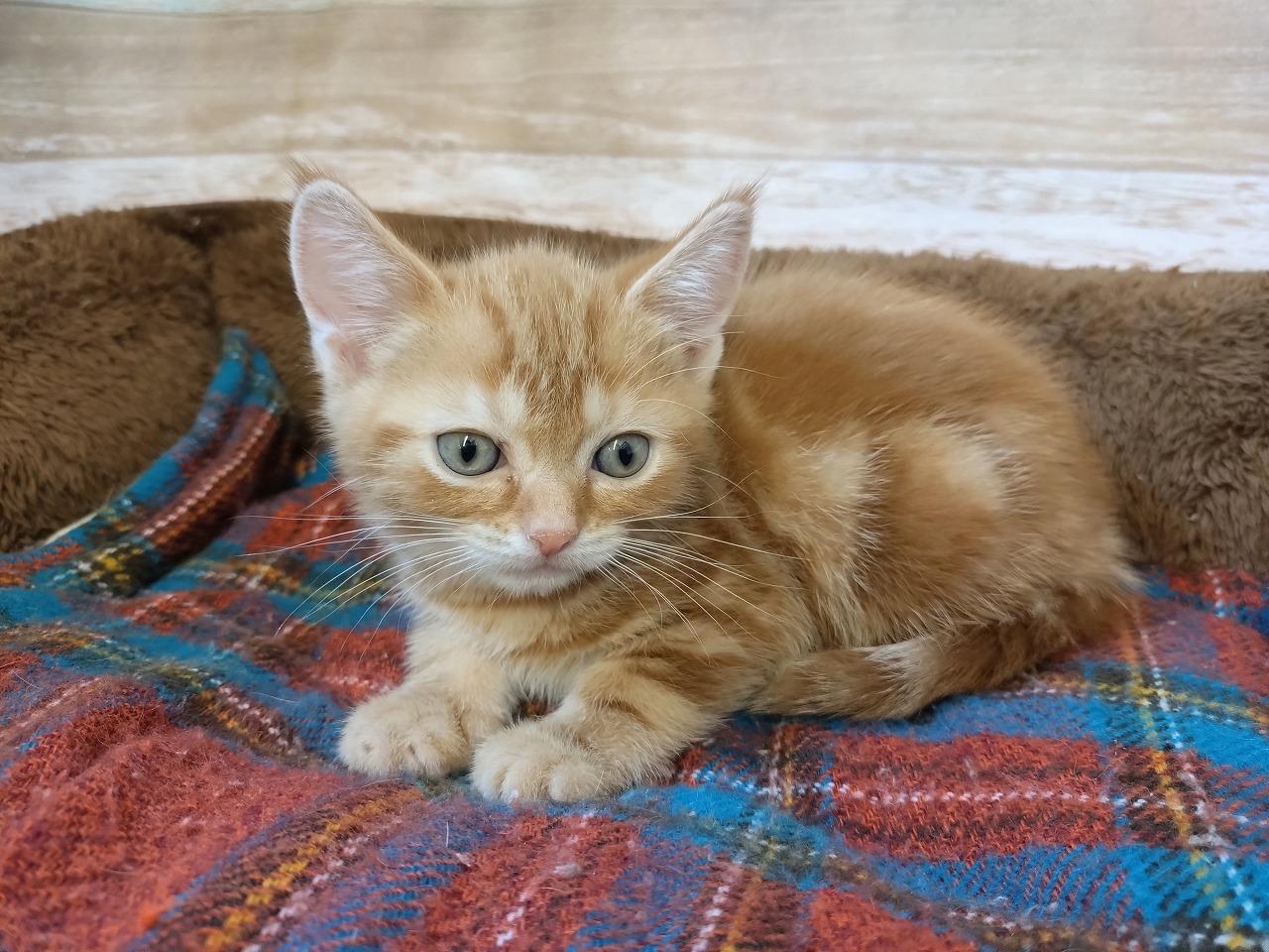 群馬県のアメリカンショートヘアー (ペッツワン青柳店/2026年2月24日生まれ/男の子/レッドタビー)の子猫の2枚目の画像