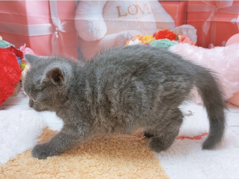 愛知県のブリティッシュショートヘアー (ペッツワン豊田四郷店/2026年2月13日生まれ/男の子/ブルー)の子猫の3枚目の画像