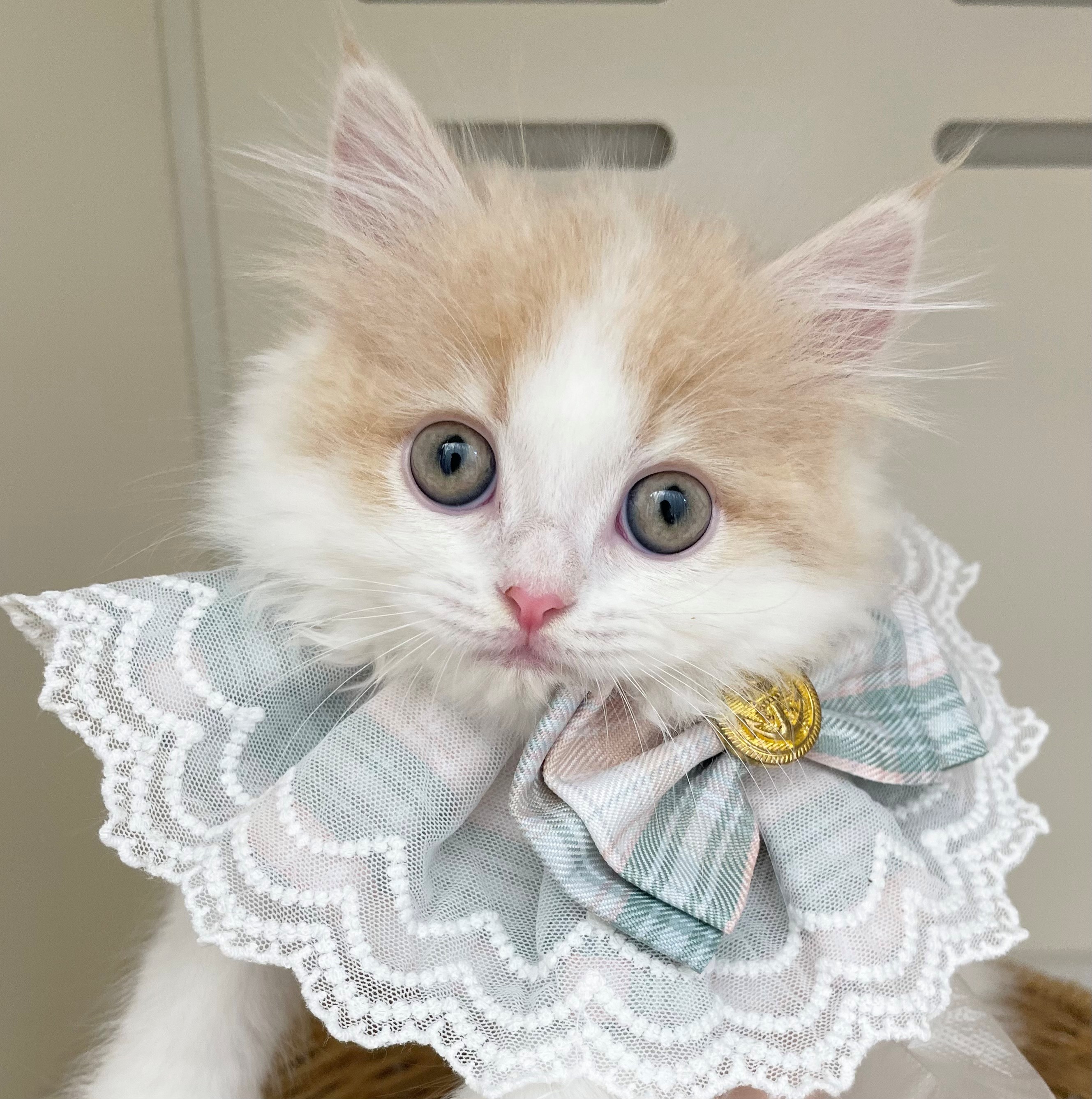 岐阜県のマンチカン (ペッツワン可児店/2026年2月27日生まれ/男の子/クリームタビーホワイト)の子猫
