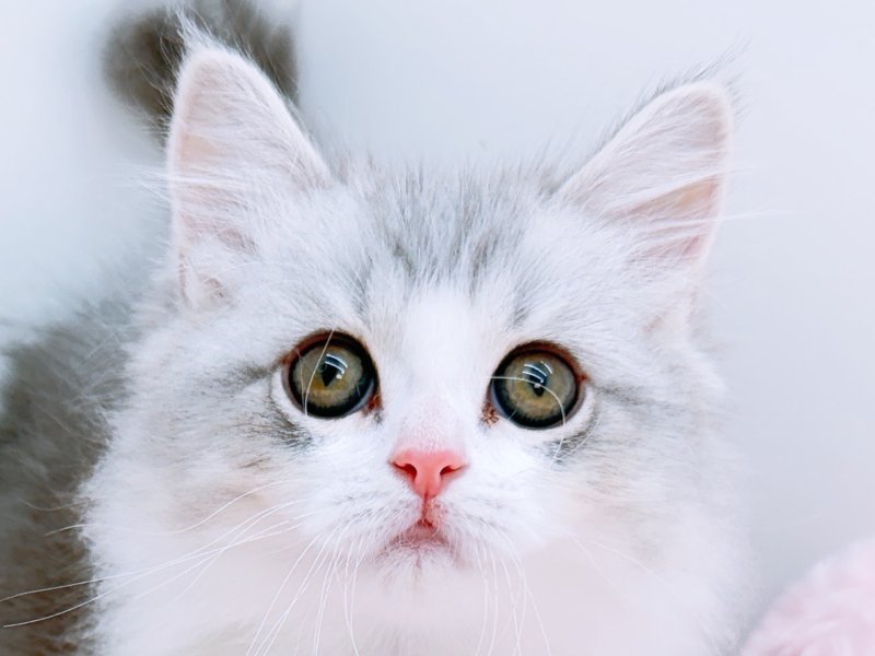 愛知県のラガマフィン (ペッツワン小牧店/2026年3月1日生まれ/男の子/シルバー)の子猫