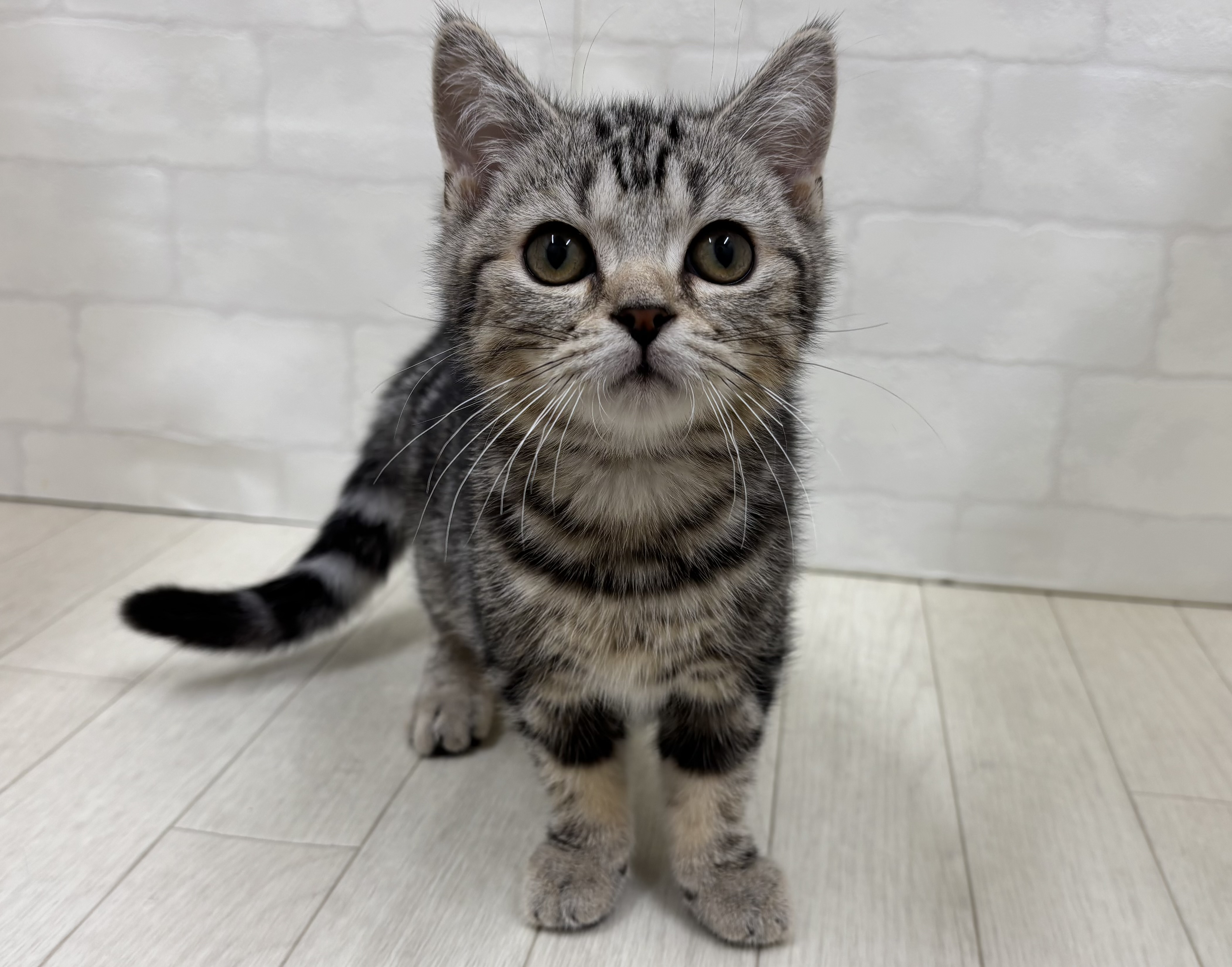 埼玉県のマンチカン (ペッツワン大利根店/2026年1月6日生まれ/男の子/シルバータビー)の子猫の1枚目の画像