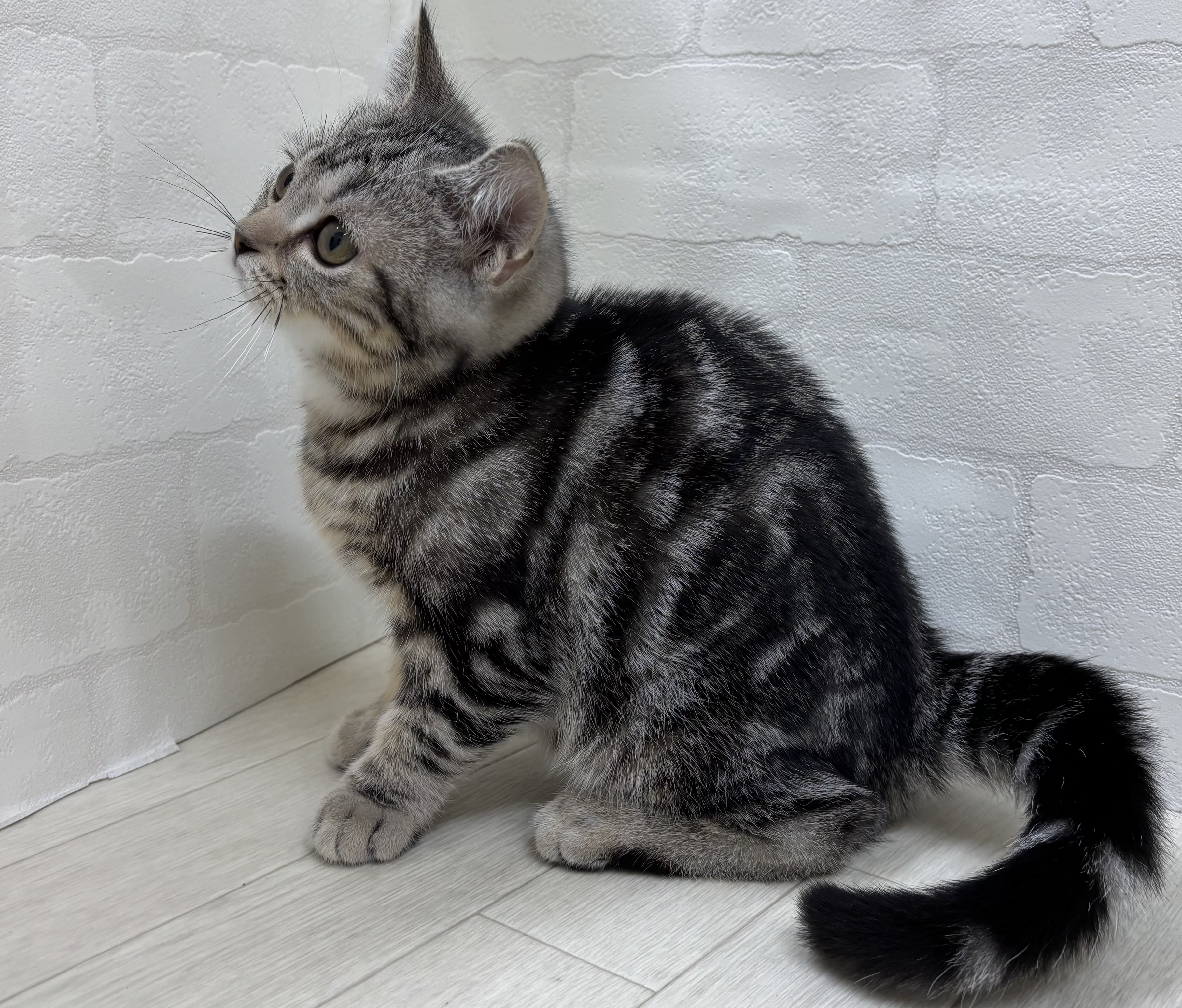埼玉県のマンチカン (ペッツワン大利根店/2026年1月6日生まれ/男の子/シルバータビー)の子猫の3枚目の画像
