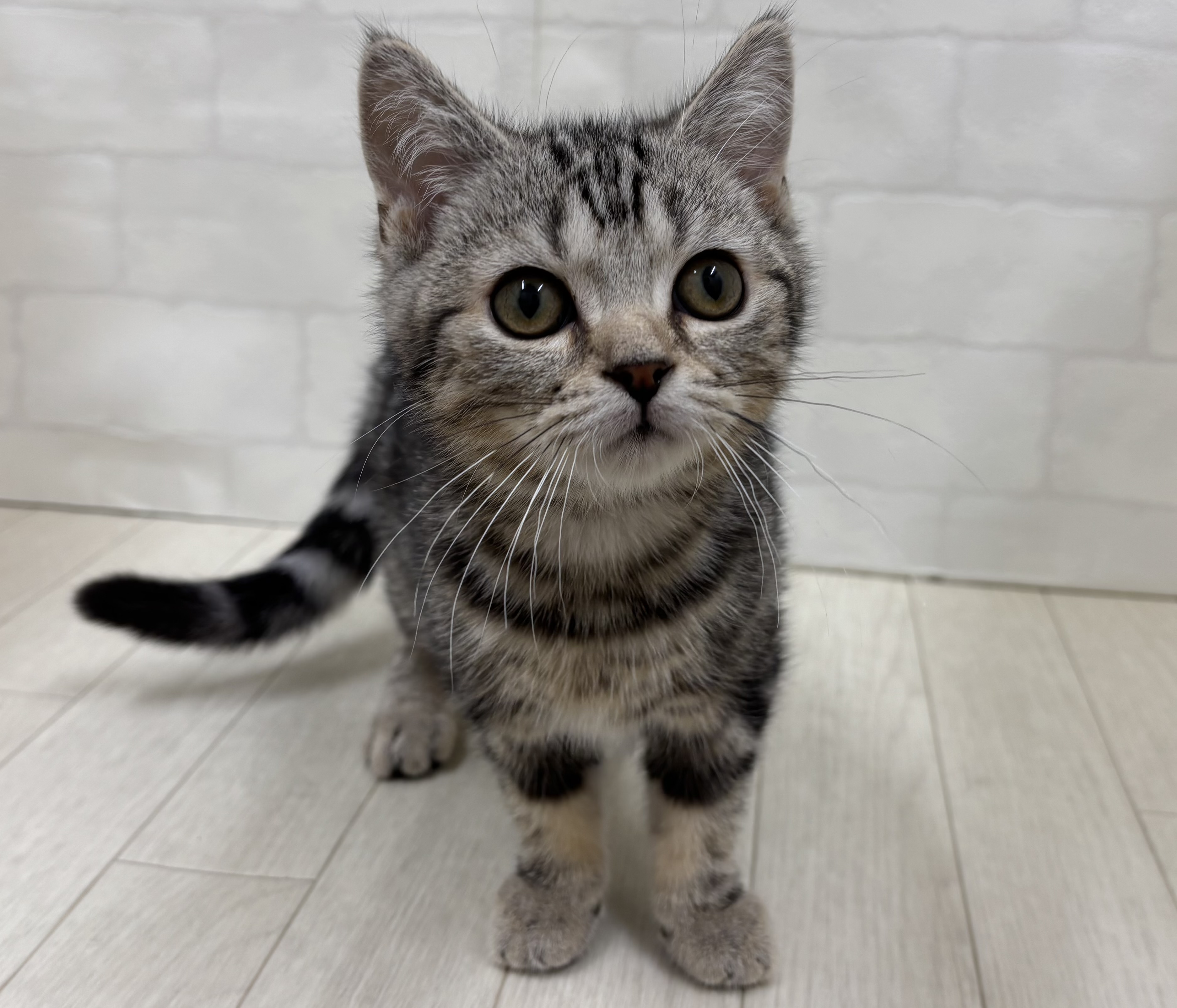 埼玉県のマンチカン (ペッツワン大利根店/2026年1月6日生まれ/男の子/シルバータビー)の子猫の2枚目の画像