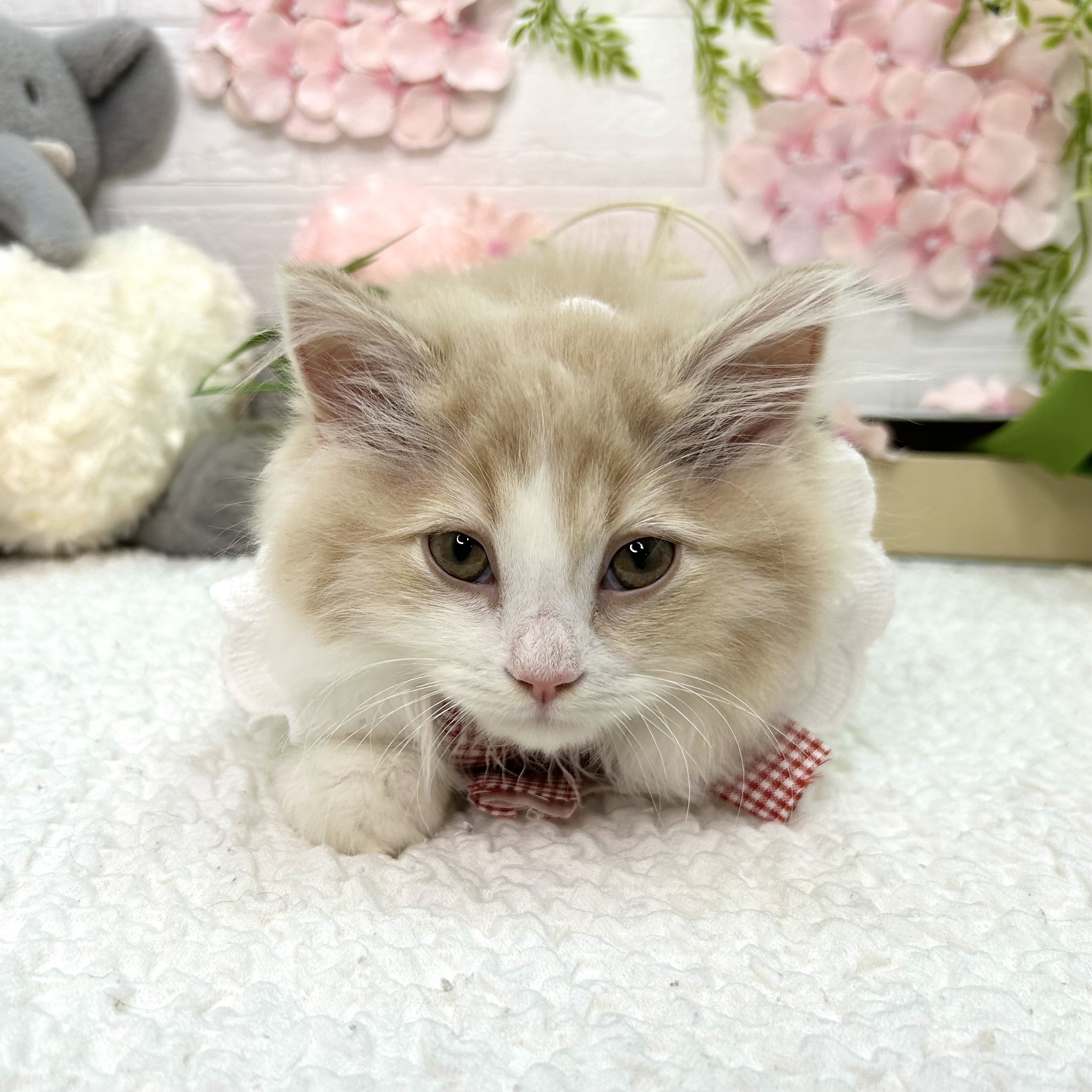 大阪府のマンチカン (ペッツワン東大阪店/2026年3月5日生まれ/男の子/クリームタビーホワイト)の子猫