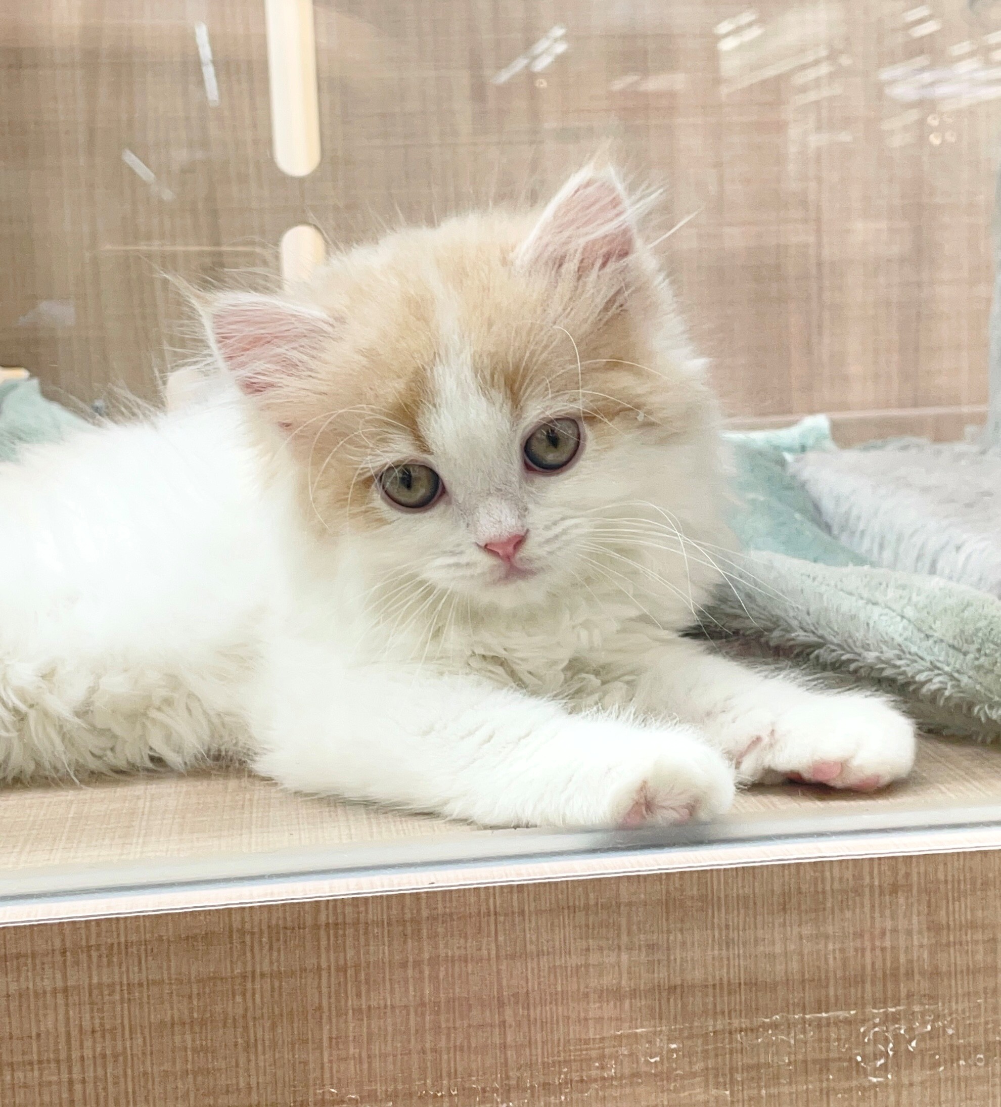 岐阜県のマンチカン (ペッツワン可児店/2026年2月27日生まれ/男の子/クリームタビーホワイト)の子猫の3枚目の画像