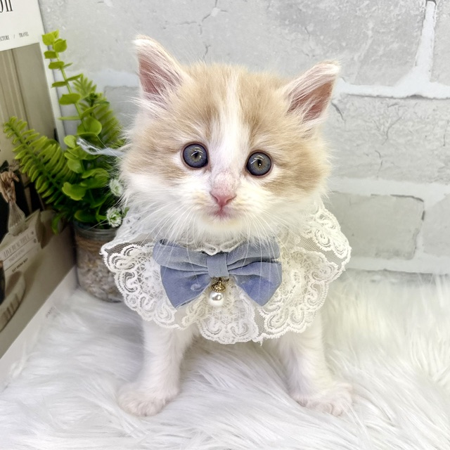 大阪府のノルウェージャンフォレストキャット (ペッツワン高槻店/2026年3月9日生まれ/男の子/クリームタビーホワイト)の子猫