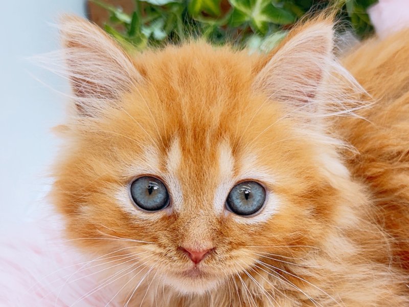 愛知県のミヌエット (ペッツワン小牧店/2026年3月12日生まれ/男の子/レッドタビー)の子猫