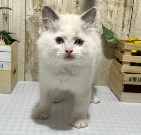 静岡県のラグドール (ペッツワン浜松都田テクノ店/2026年3月13日生まれ/男の子/ブルーポイントバイカラー)の子猫