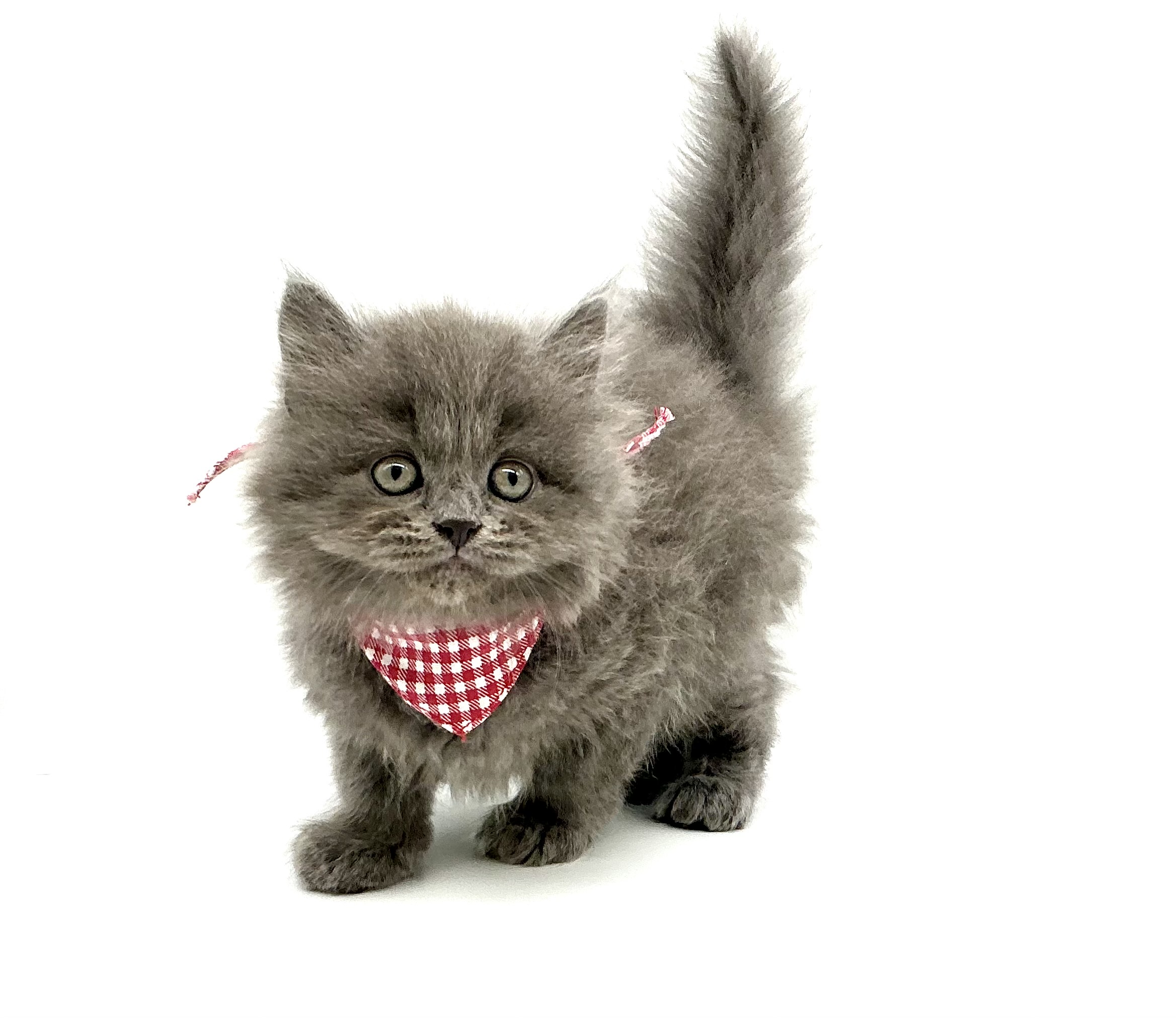 埼玉県のミヌエット (ペッツワン鶴ヶ島店/2026年3月10日生まれ/男の子/ブルー)の子猫の2枚目の画像
