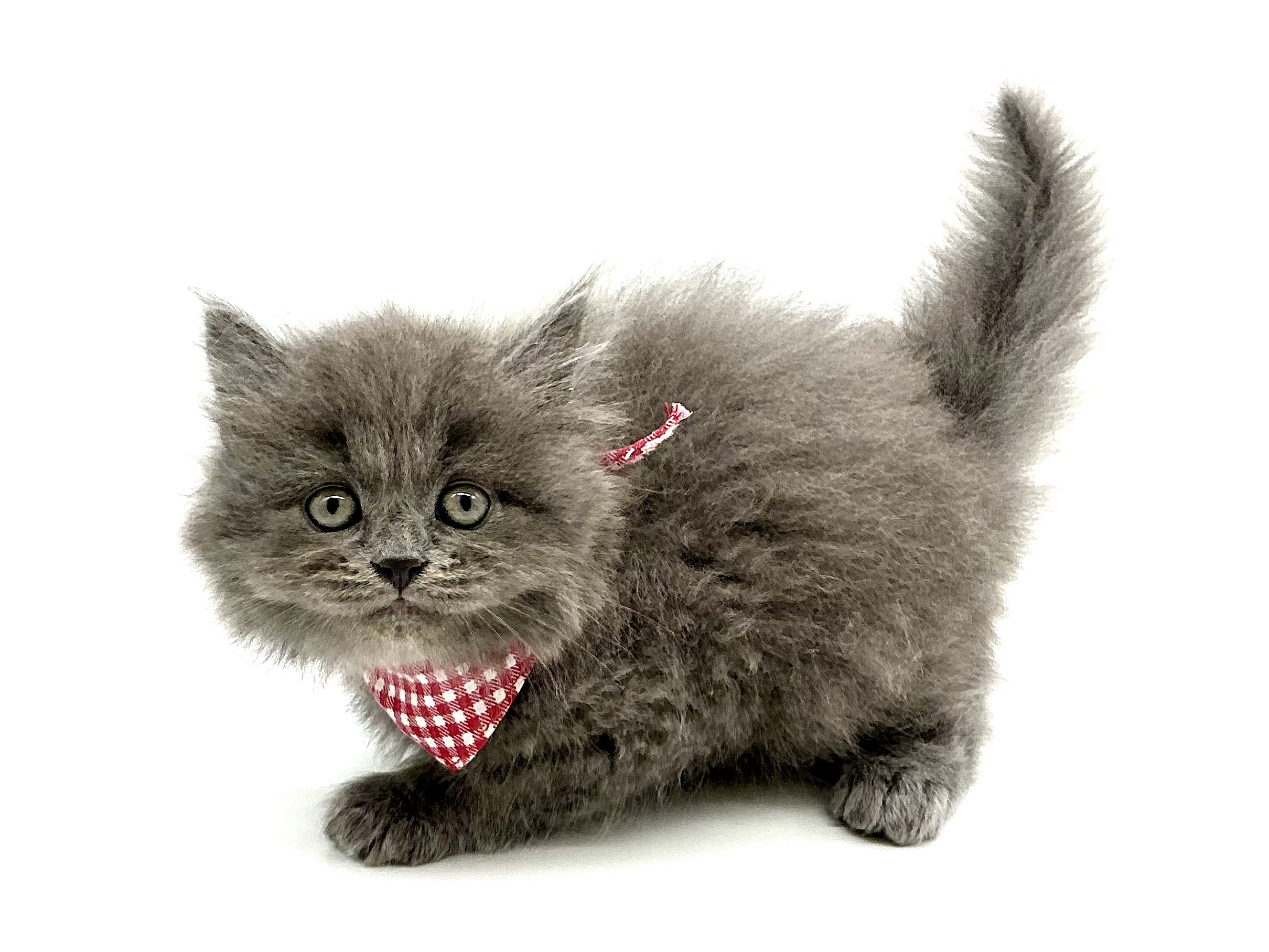埼玉県のミヌエット (ペッツワン鶴ヶ島店/2026年3月10日生まれ/男の子/ブルー)の子猫の3枚目の画像