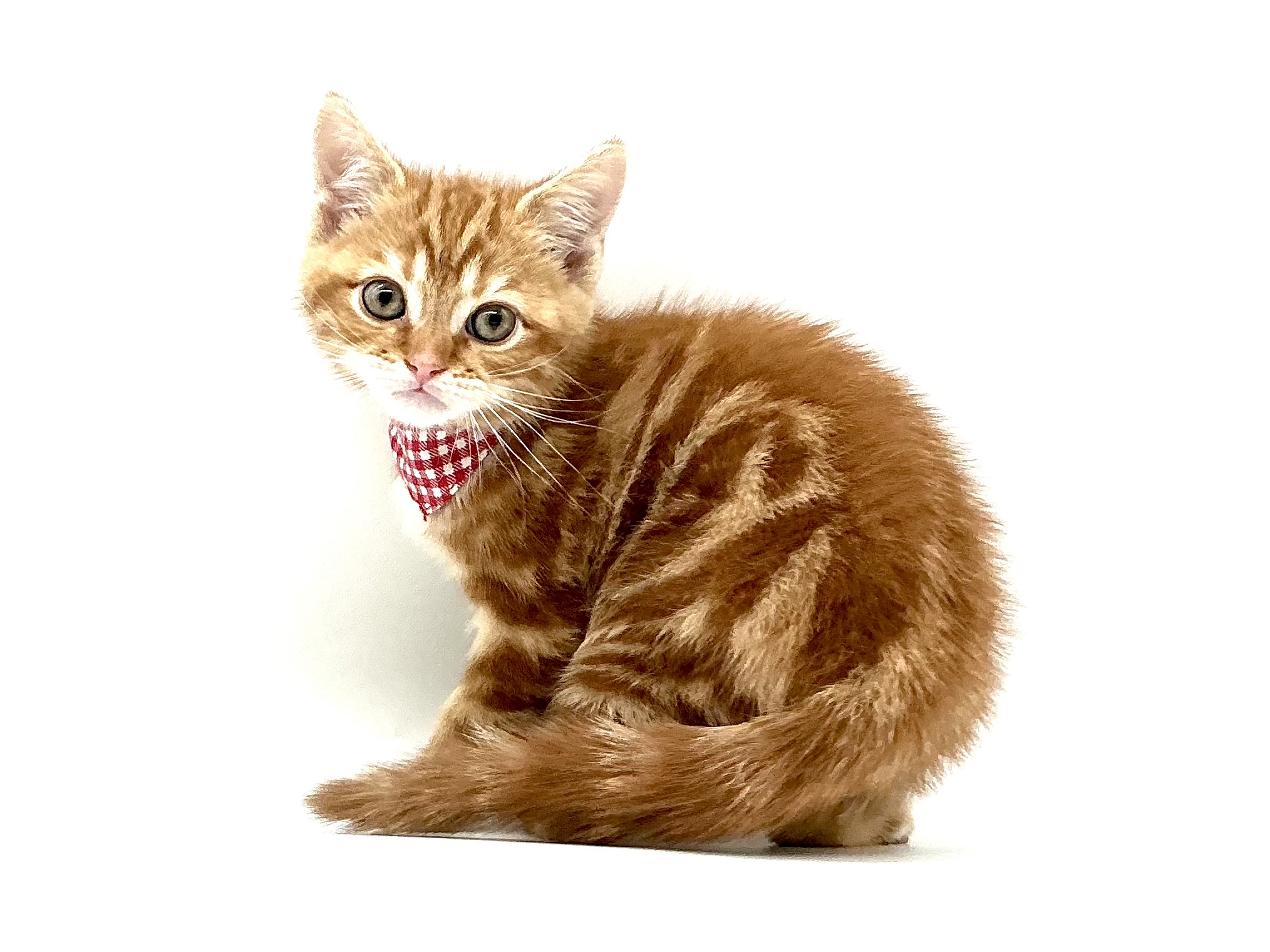 埼玉県のマンチカン (ペッツワン鶴ヶ島店/2026年3月8日生まれ/男の子/レッドタビー)の子猫