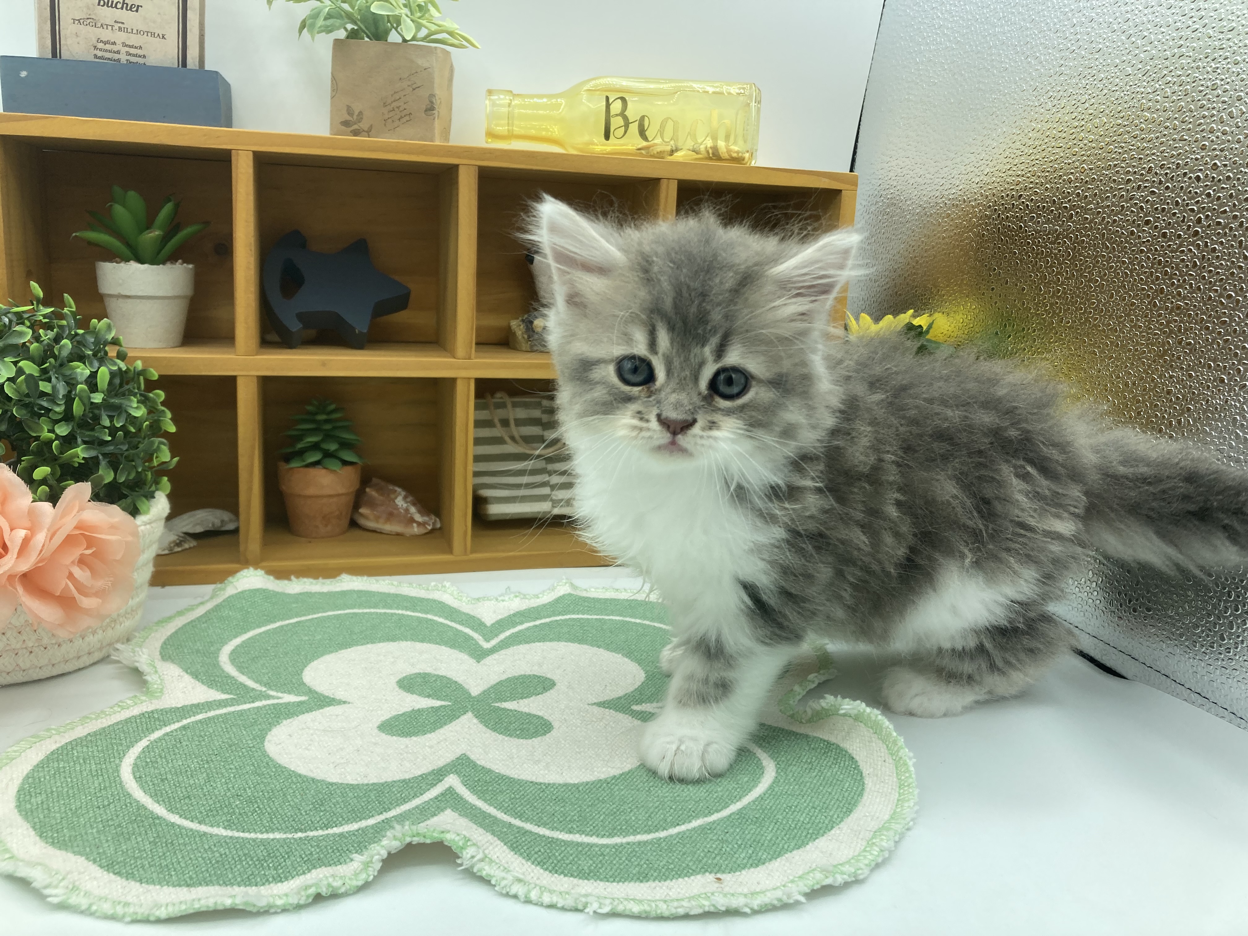 静岡県のラガマフィン (ペッツワン清水店/2026年3月8日生まれ/男の子/ブルータビーホワイト)の子猫