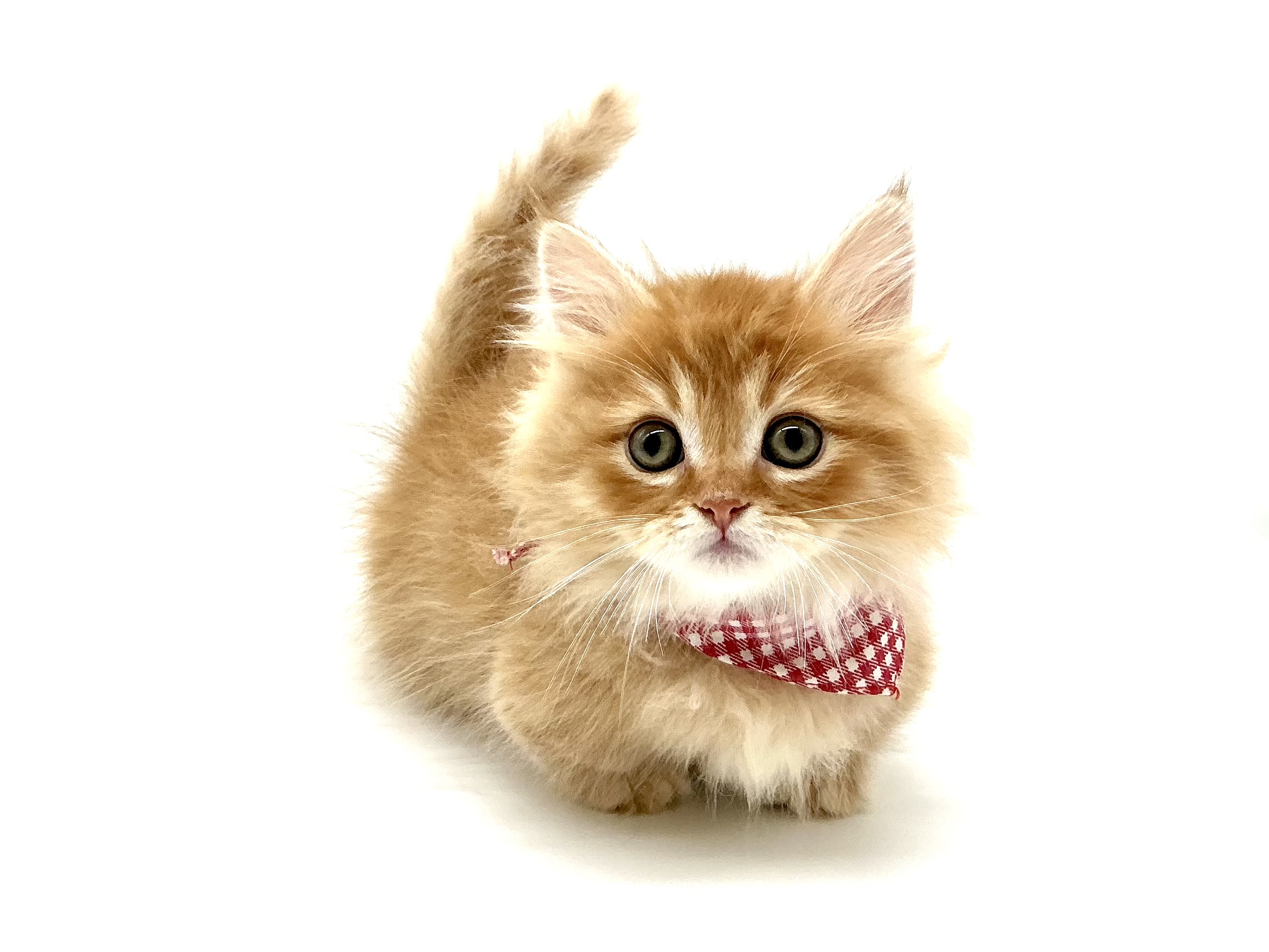 埼玉県のマンチカン (ペッツワン鶴ヶ島店/2026年3月16日生まれ/男の子/レッドタビー)の子猫