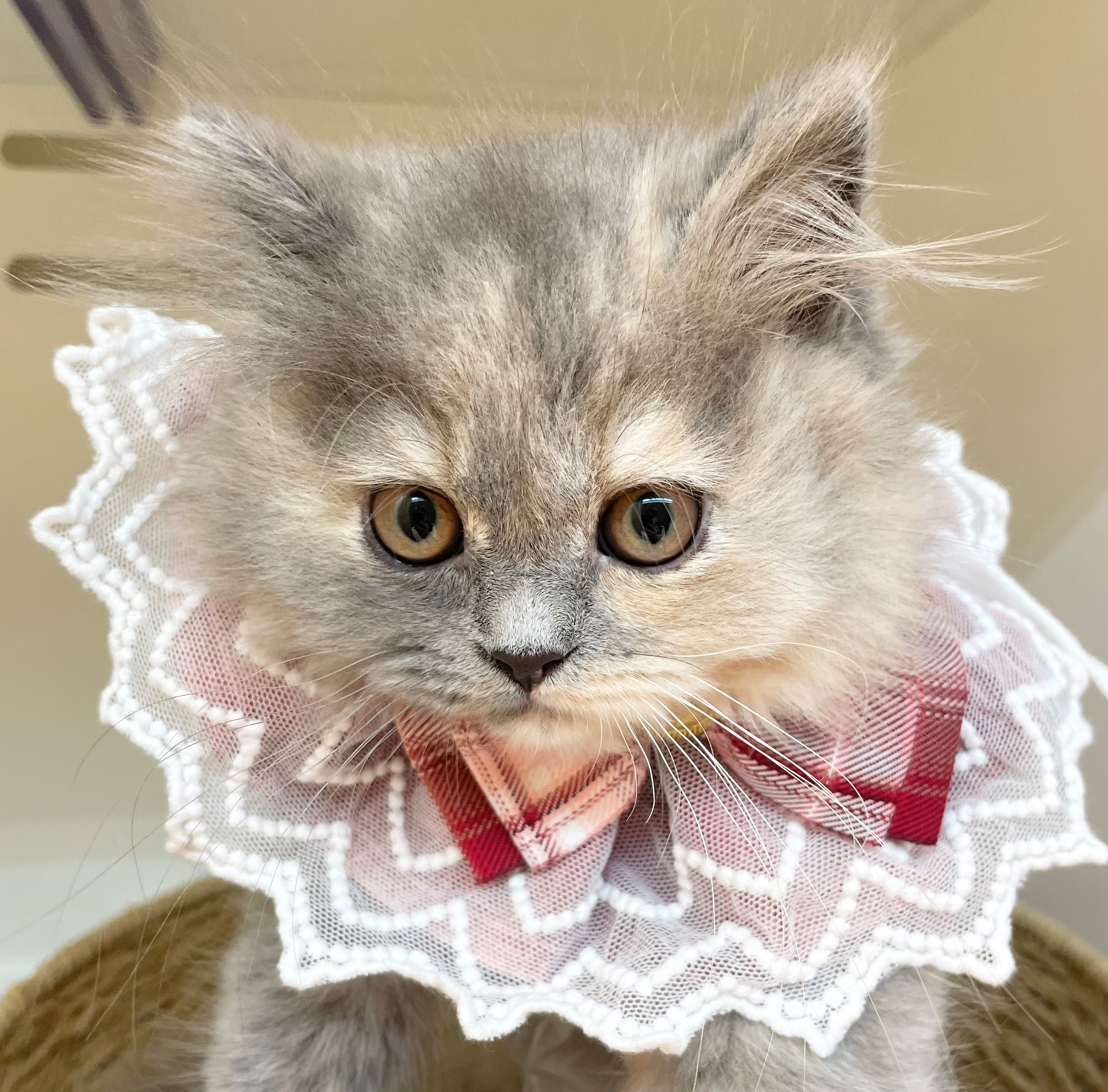 岐阜県のミヌエット (ペッツワン可児店/2026年3月1日生まれ/女の子/ブルークリーム)の子猫の1枚目の画像