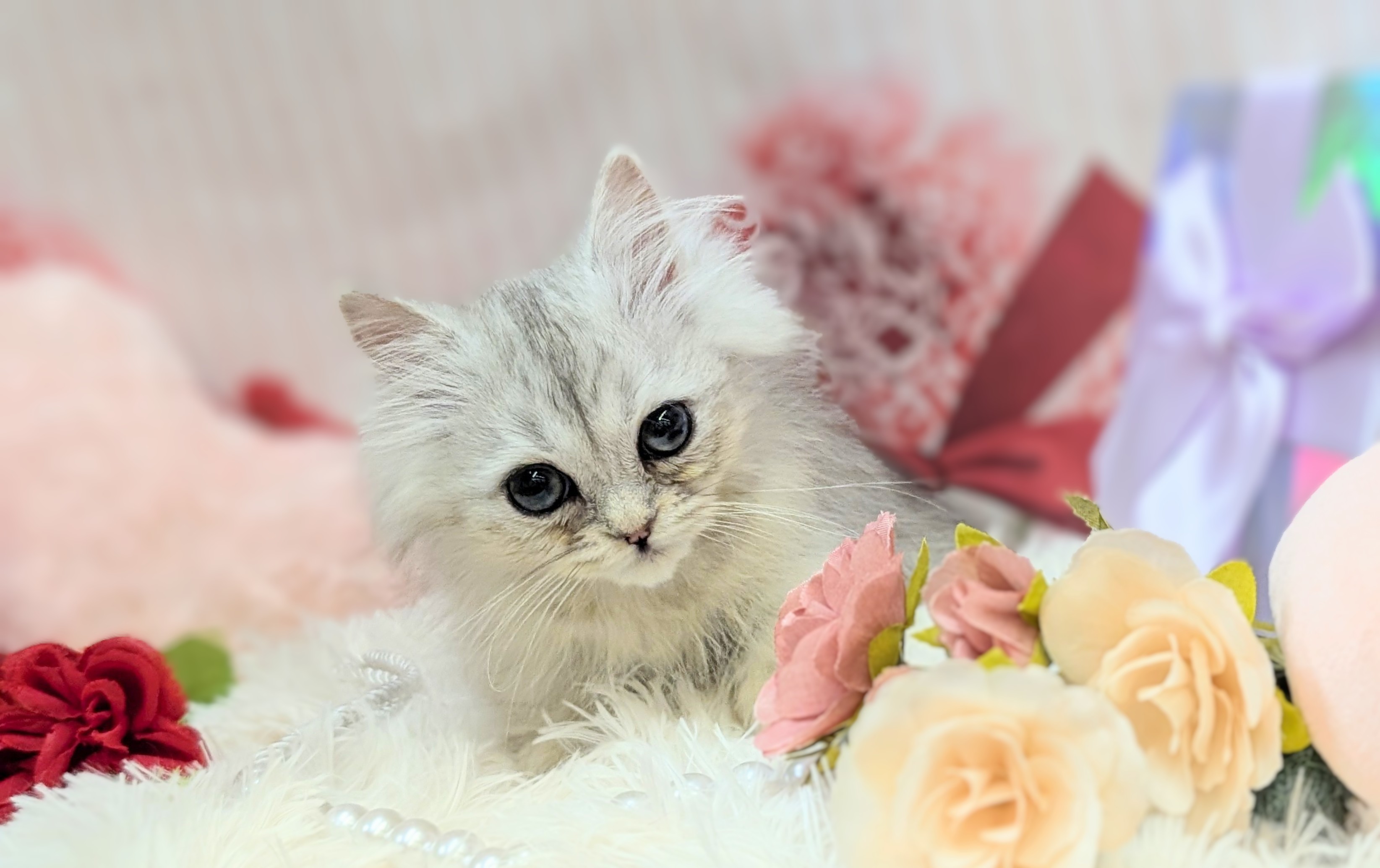 兵庫県のミヌエット (ペッツワン神戸西神南店/2026年3月5日生まれ/女の子/チンチラシルバー)の子猫の2枚目の画像