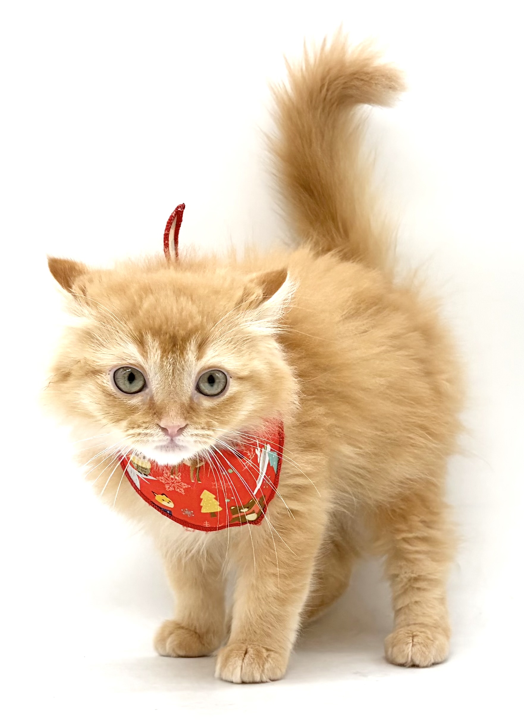 埼玉県のアメリカンカール (ペッツワン行田店/2026年1月30日生まれ/男の子/レッド)の子猫の1枚目の画像