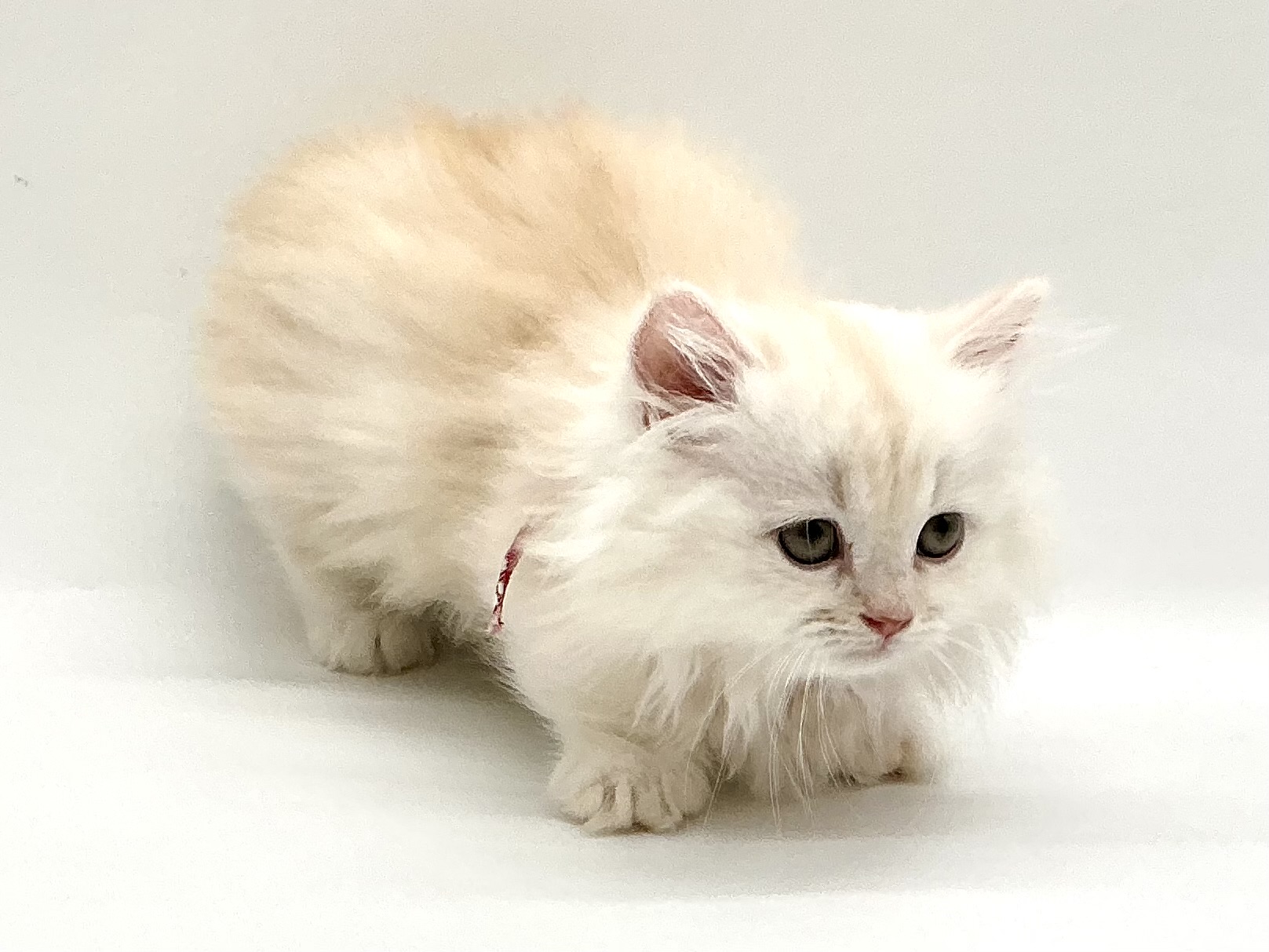 埼玉県のミヌエット (ペッツワン鶴ヶ島店/2026年3月20日生まれ/男の子/クリーム)の子猫の2枚目の画像