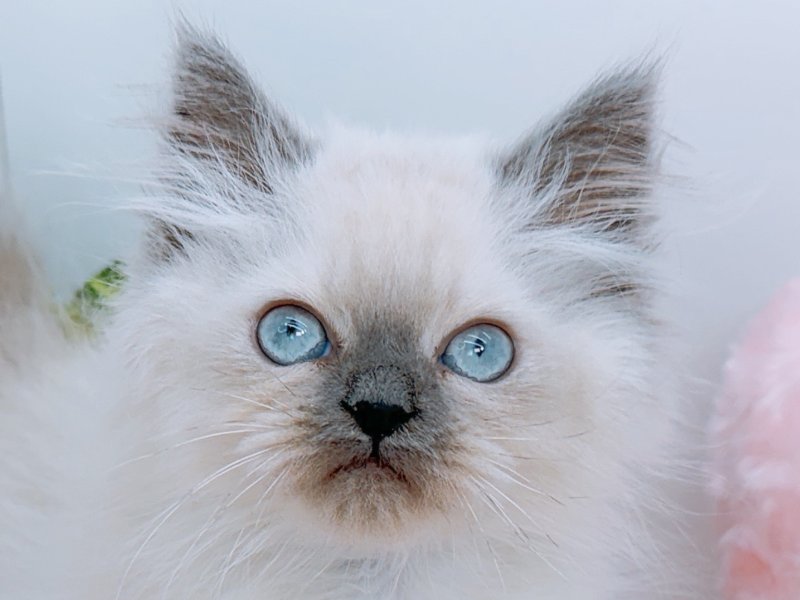 愛知県のヒマラヤン (ペッツワン小牧店/2026年2月19日生まれ/男の子/ブルーポイント)の子猫