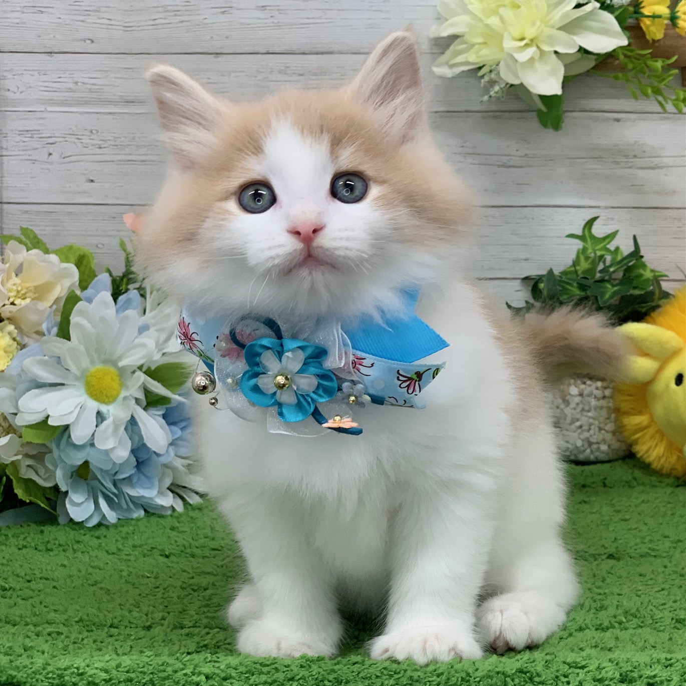 兵庫県のノルウェージャンフォレストキャット (ペッツワン神戸ひよどり台店/2026年4月1日生まれ/男の子/クリームタビーホワイト)の子猫