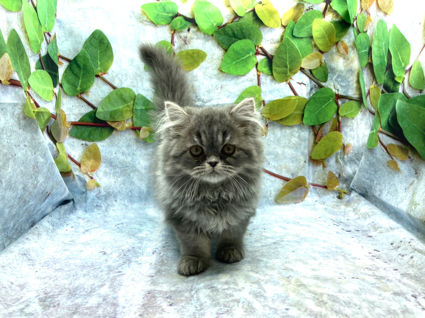 埼玉県のエキゾチック (ペッツワン北本店/2026年3月4日生まれ/男の子/ブルーホワイト)の子猫の2枚目の画像