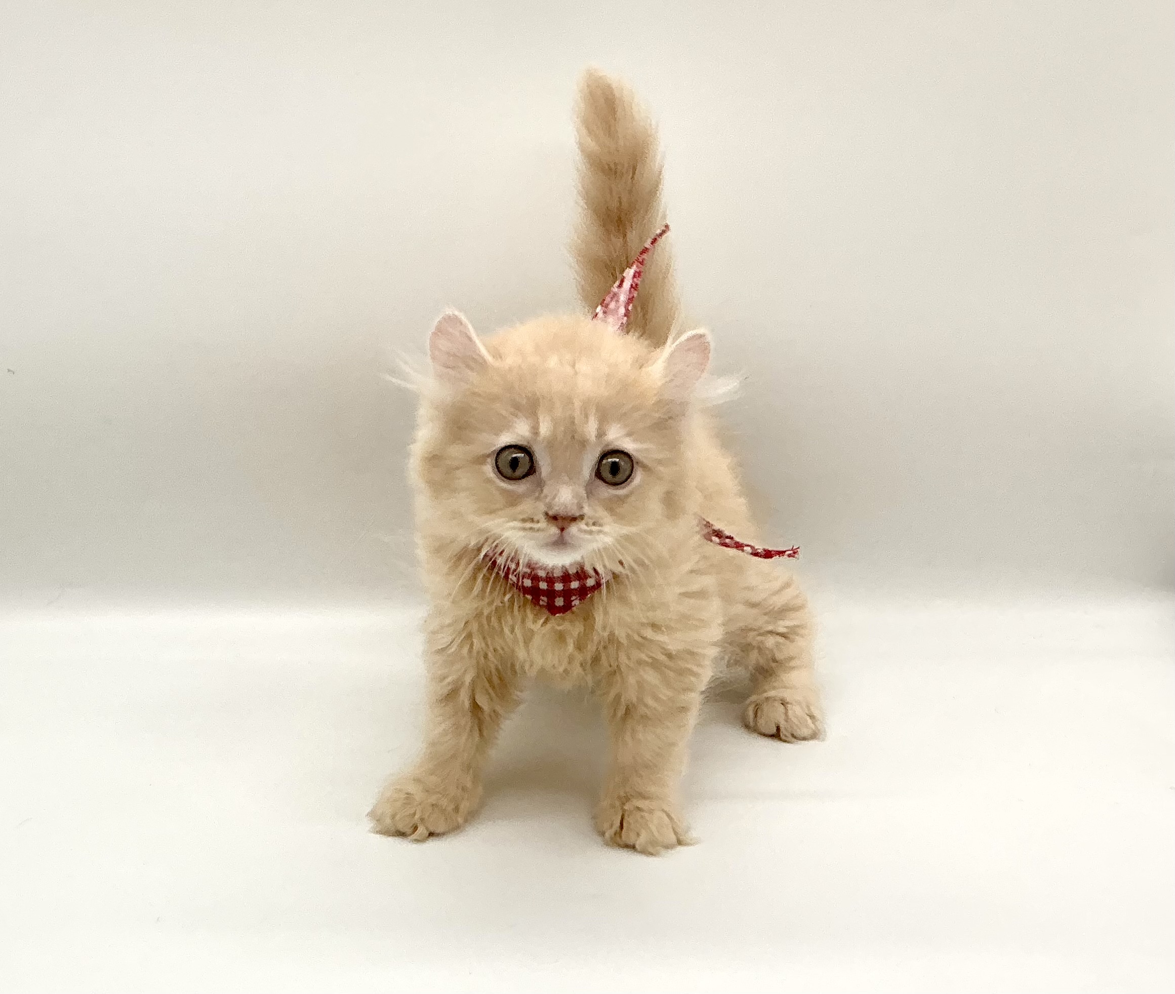 埼玉県のキンカロー (ペッツワン鶴ヶ島店/2026年3月25日生まれ/女の子/クリーム)の子猫の1枚目の画像