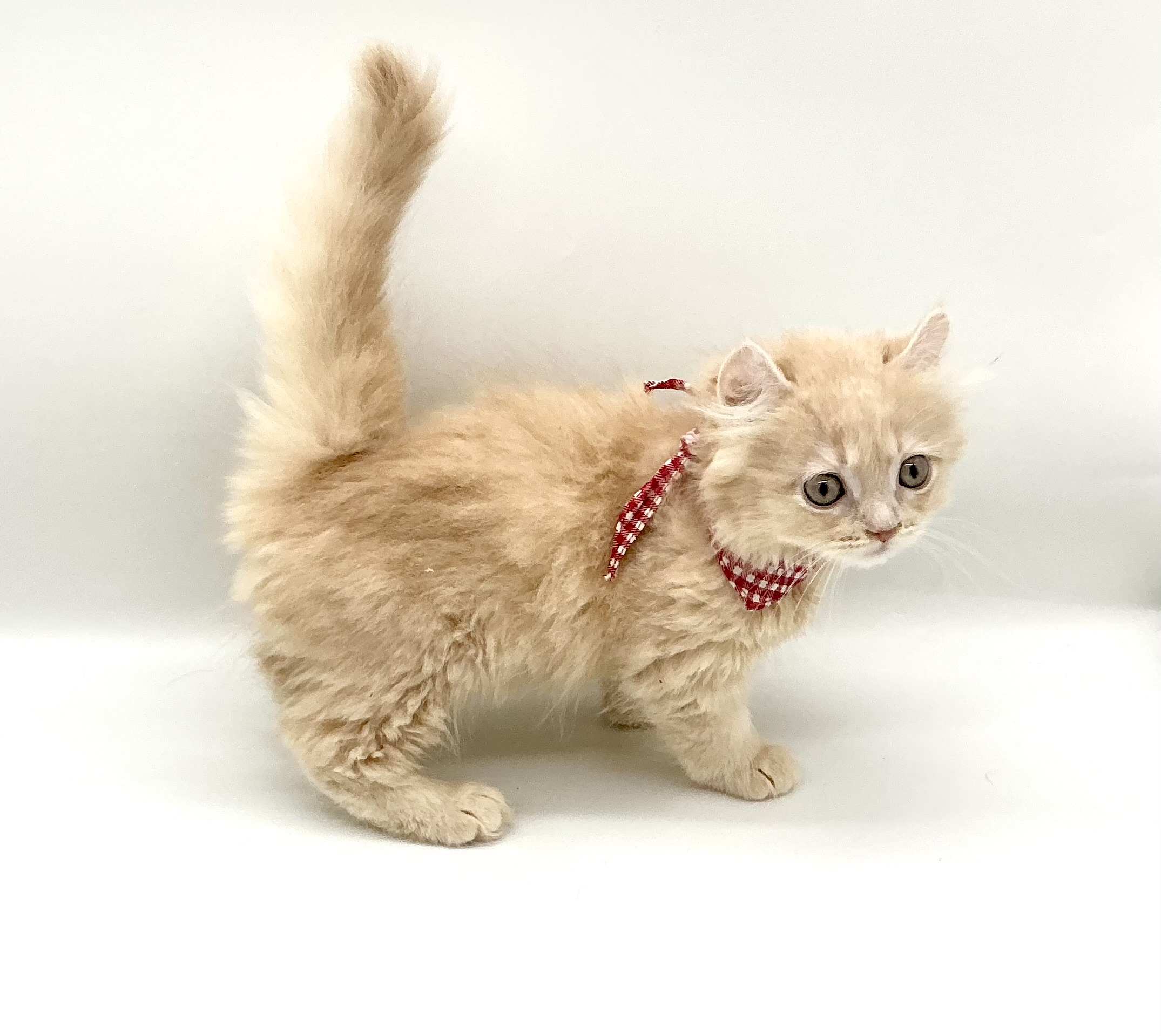 埼玉県のキンカロー (ペッツワン鶴ヶ島店/2026年3月25日生まれ/女の子/クリーム)の子猫の3枚目の画像