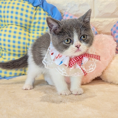 京都府のミヌエット (ペッツワン亀岡店/2026年4月14日生まれ/女の子/ブルーホワイト)の子猫の1枚目の画像