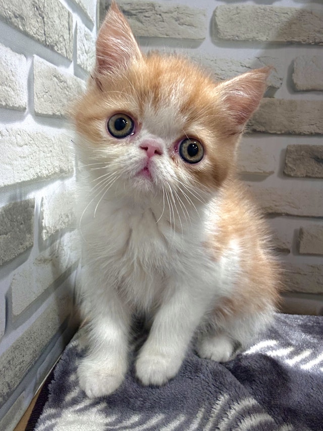 猫　激安！ ネコ - 前橋吉岡店 | ペッツワン