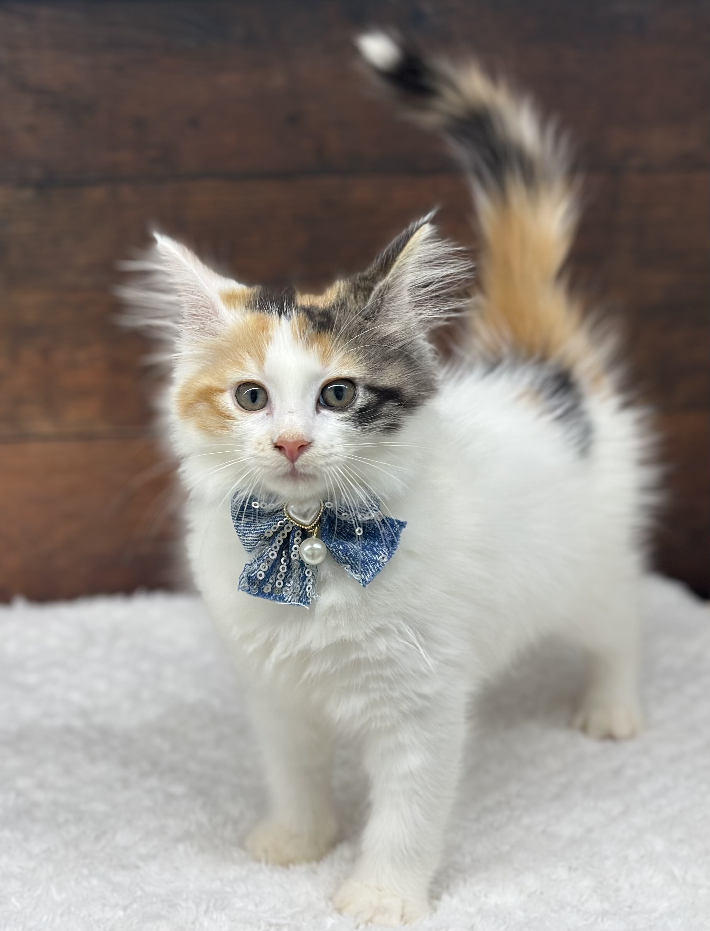 愛知県のノルウェージャンフォレストキャット (ペッツワン名古屋大高インター店/2026年4月23日生まれ/女の子/キャリコ)の子猫の1枚目の画像