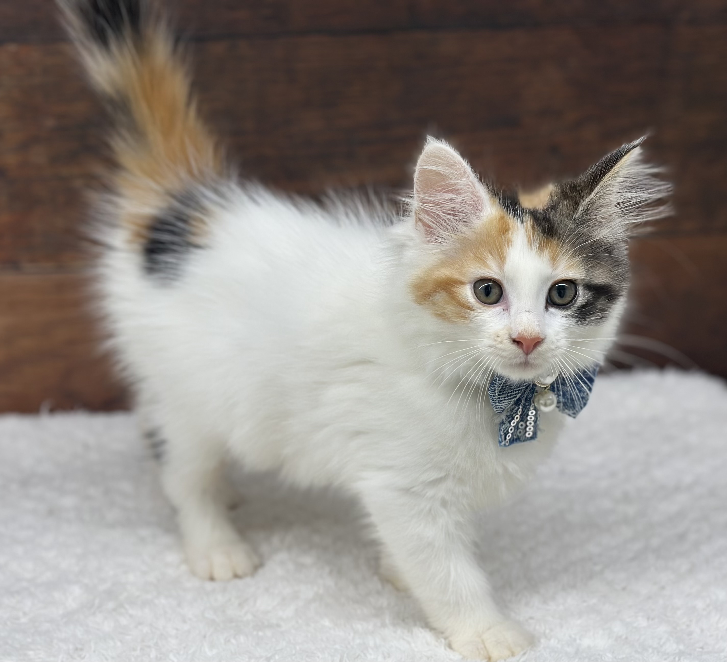 愛知県のノルウェージャンフォレストキャット (ペッツワン名古屋大高インター店/2026年4月23日生まれ/女の子/キャリコ)の子猫の2枚目の画像