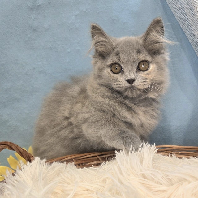 ネコ - 梓川店 事業所の名称：犬の家＆猫の里 カインズホーム梓川店
