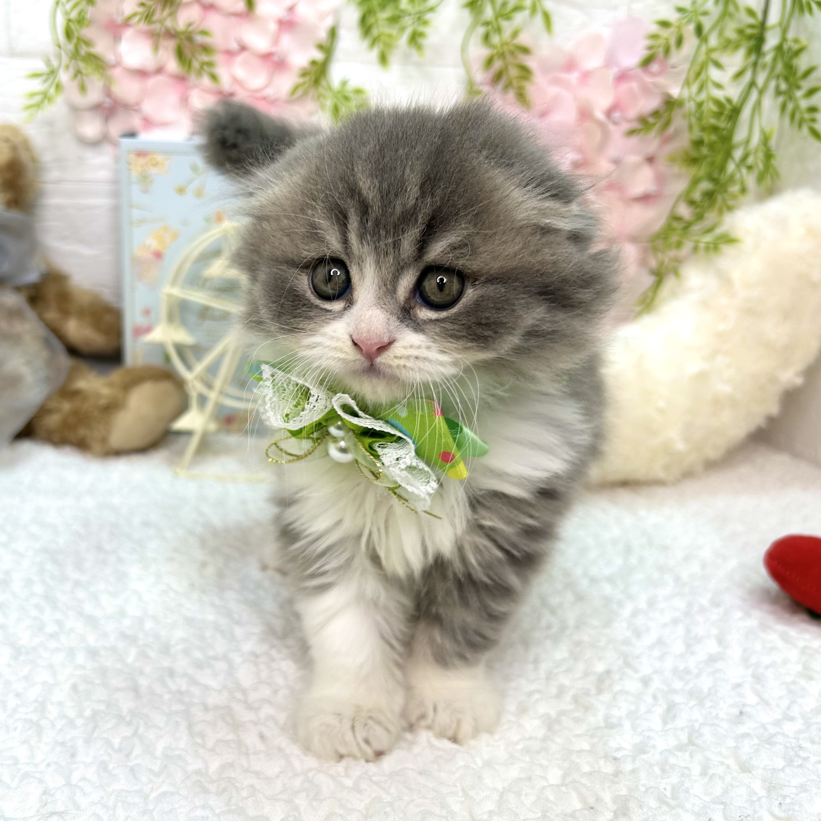 大阪府のスコティッシュフォールド (ペッツワン東大阪店/2026年4月29日生まれ/男の子/ブルータビーホワイト)の子猫の2枚目の画像