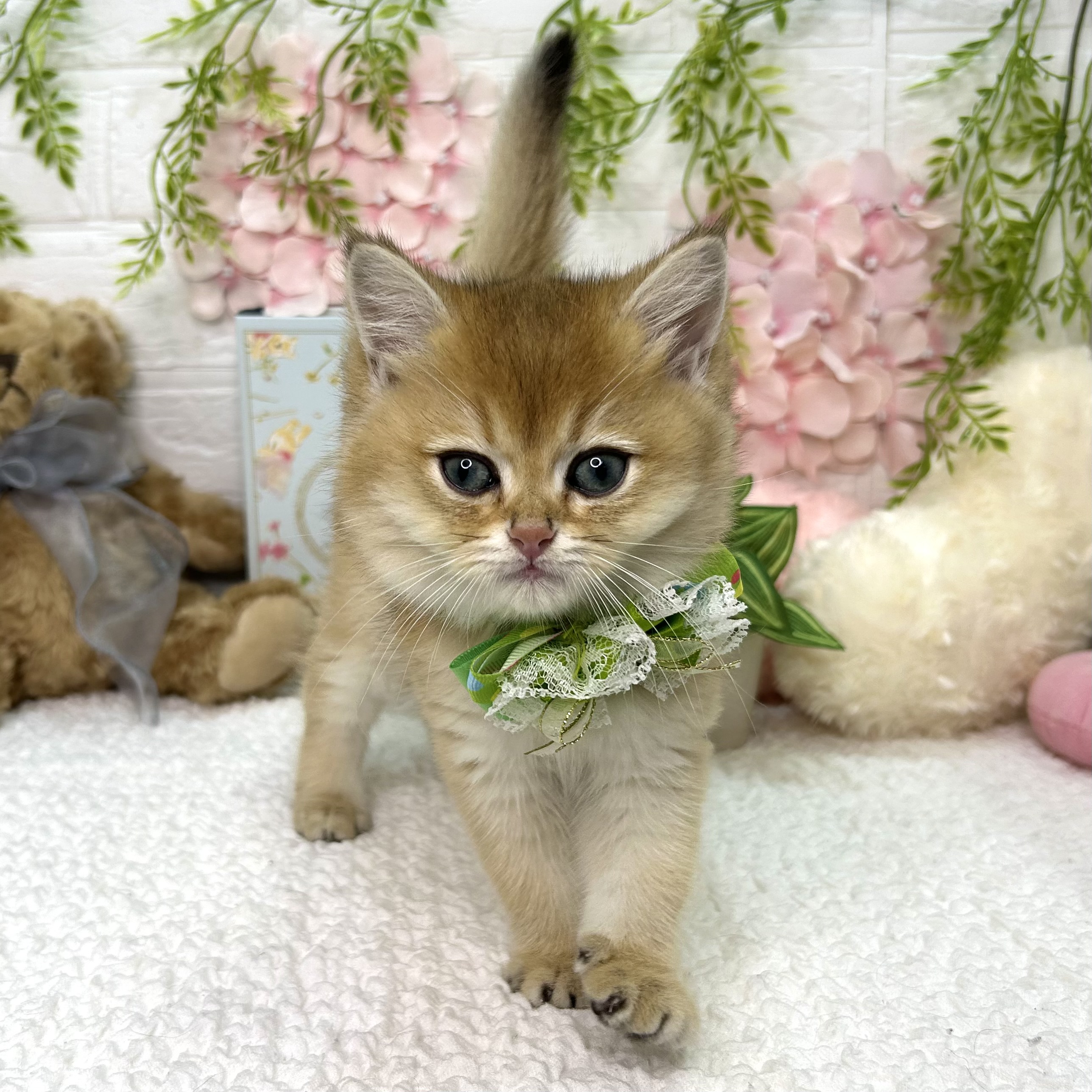 大阪府のブリティッシュショートヘアー (ペッツワン東大阪店/2026年5月9日生まれ/男の子/シェーデットゴールデン)の子猫