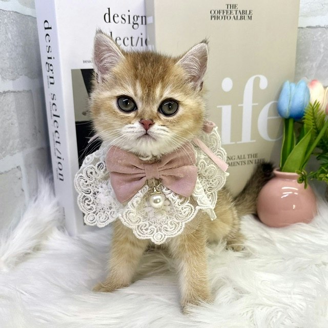 短毛シュシュ(淡ベージュ)わんちゃん猫ちゃん用 短毛シュシュ(淡