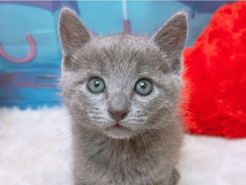 愛知県のロシアンブルー (ペッツワン豊田四郷店/2026年4月5日生まれ/男の子/ブルー)の子猫の1枚目の画像