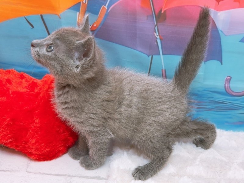愛知県のロシアンブルー (ペッツワン豊田四郷店/2026年4月5日生まれ/男の子/ブルー)の子猫の3枚目の画像
