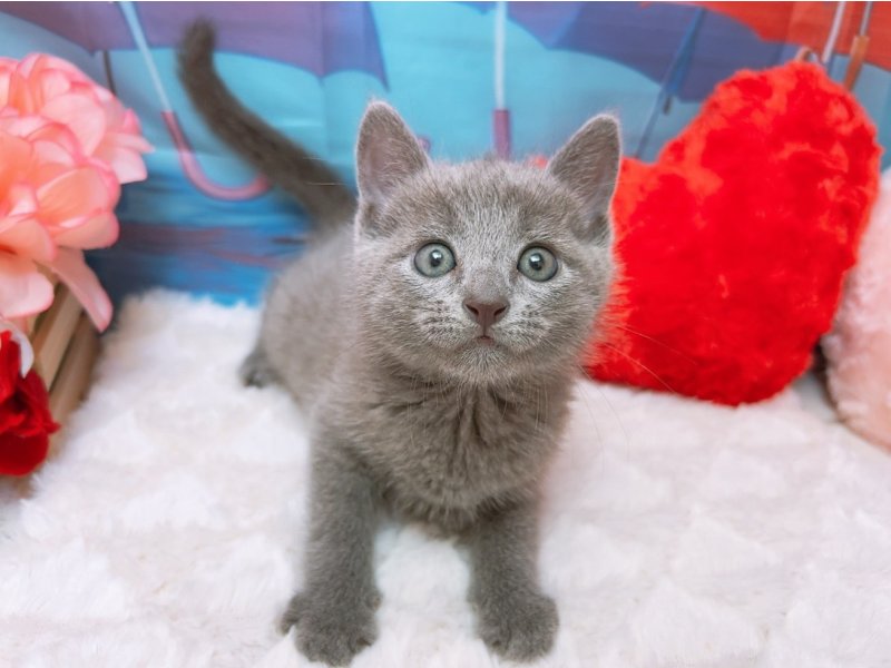 愛知県のロシアンブルー (ペッツワン豊田四郷店/2026年4月5日生まれ/男の子/ブルー)の子猫の2枚目の画像