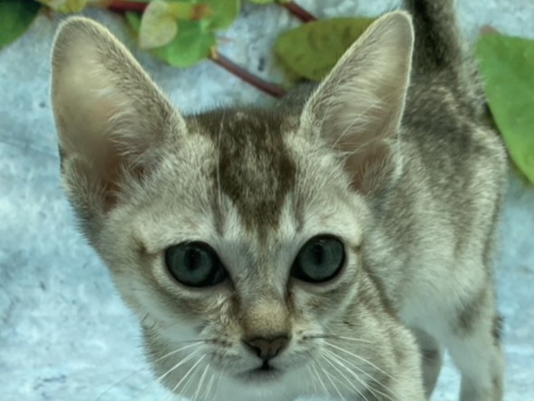 埼玉県のシンガプーラ (ペッツワン北本店/2026年4月2日生まれ/男の子/セピアアグーティ)の子猫