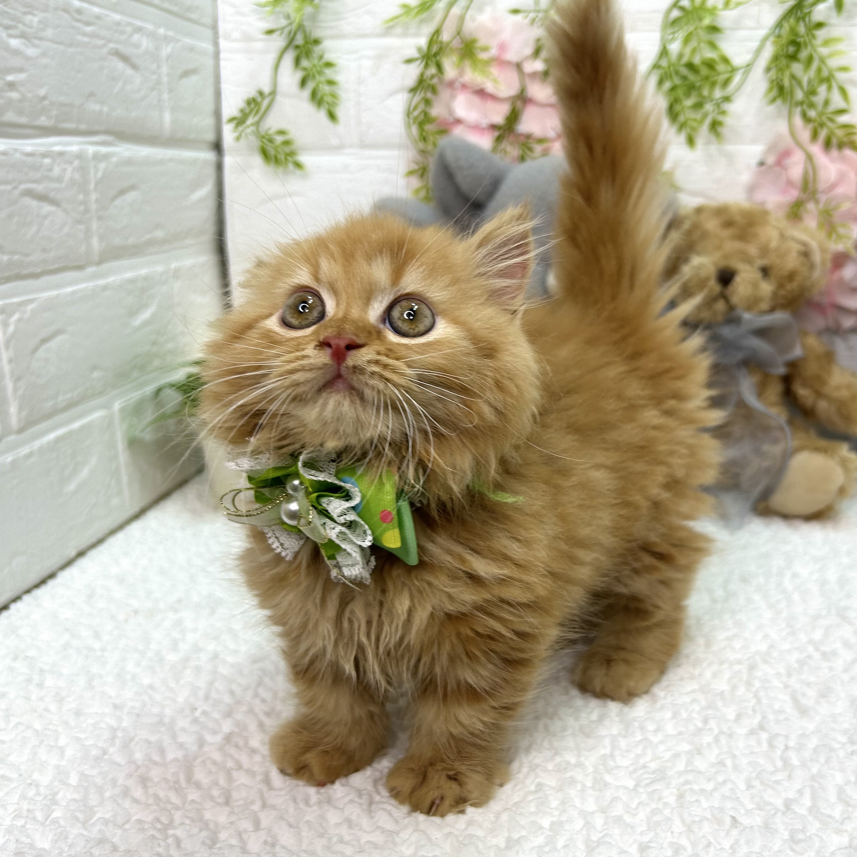 大阪府のマンチカン (ペッツワン東大阪店/2026年5月5日生まれ/男の子/レッドタビー)の子猫の2枚目の画像